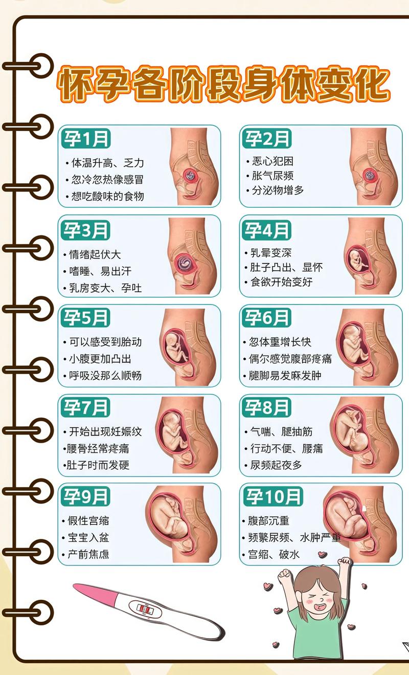 揭秘供卵代孕妈妈怀孕小腹分两节,孕期变化的奥秘那曲代生机构: